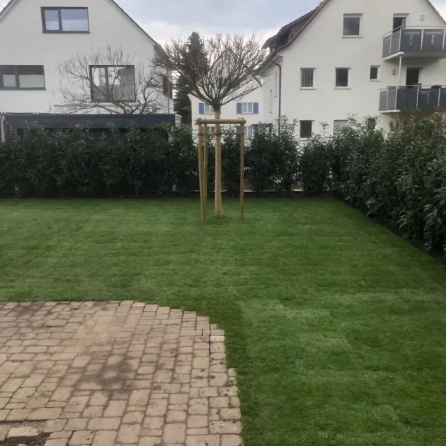 Neuer Rasen mit Rollrasen